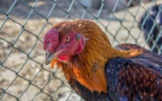Как и чем лечить кокцидиоз у цыплят