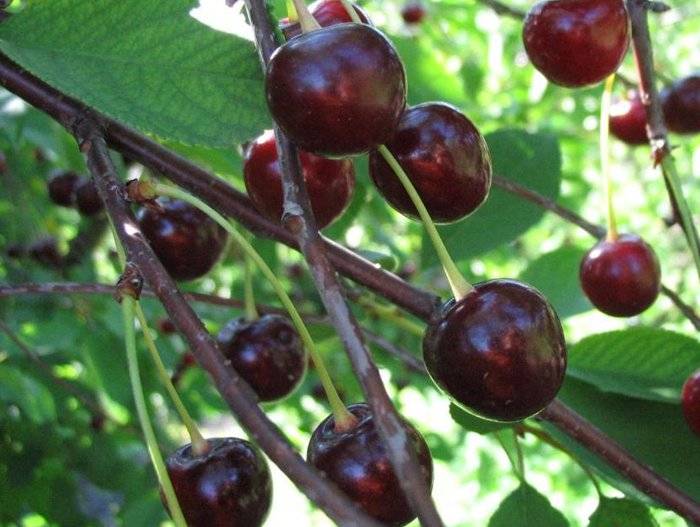Сорт вишни тургеневка — особенности посадки и ухода