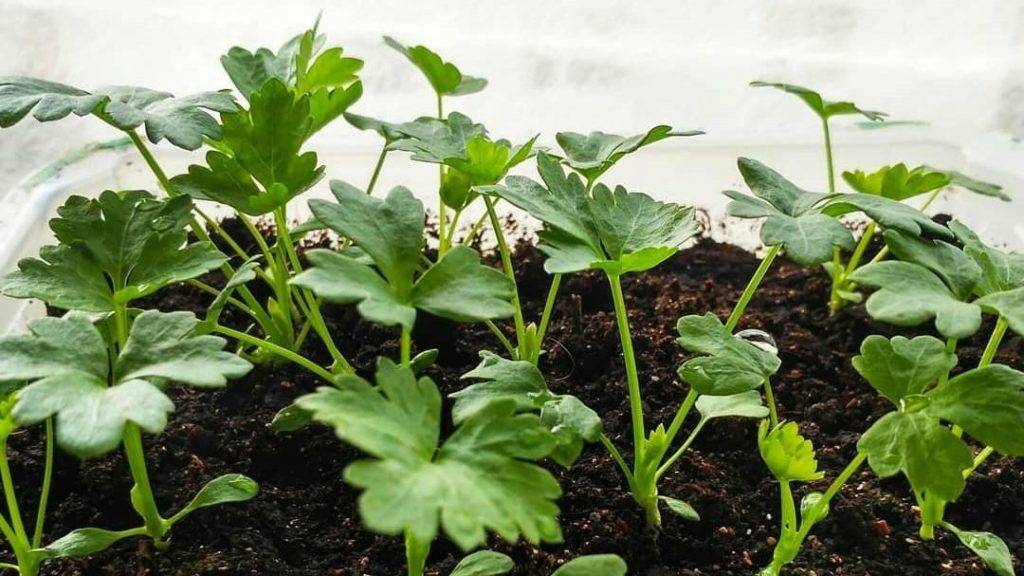 Как вырастить корневой сельдерей: правила посева и ухода за рассадой в домашних условиях