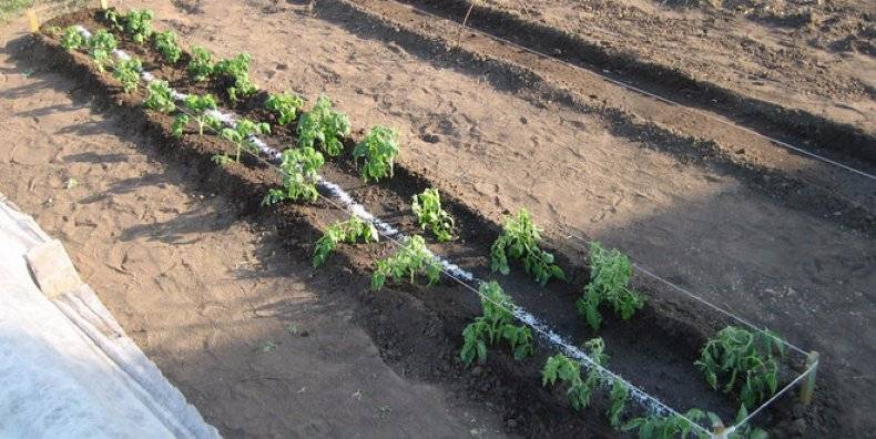 Изучаем особенности выращивания и ухода за шпинатом в открытом грунте