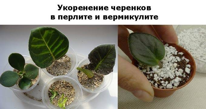 Вермикулит и перлит: что это такое и как использовать при выращивании растений