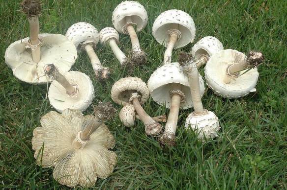 Как приготовить грибы зонтики (7 рецептов)