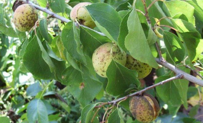Болезни и вредители плодовых деревьев