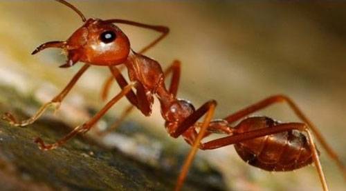 Эффективные способы борьбы с муравьями на пасеке