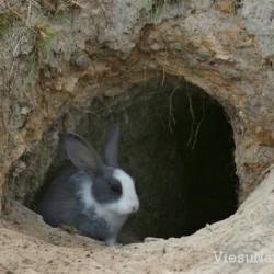 Разведение кроликов в яме: полезные советы для кролиководов