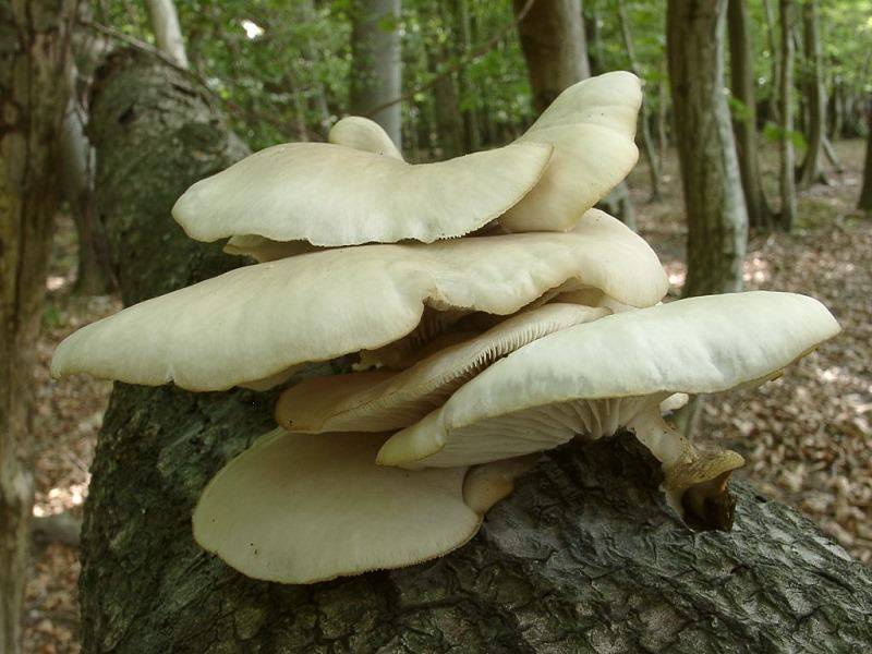 Заготовка белых грибов на зиму по самым простым рецептам
