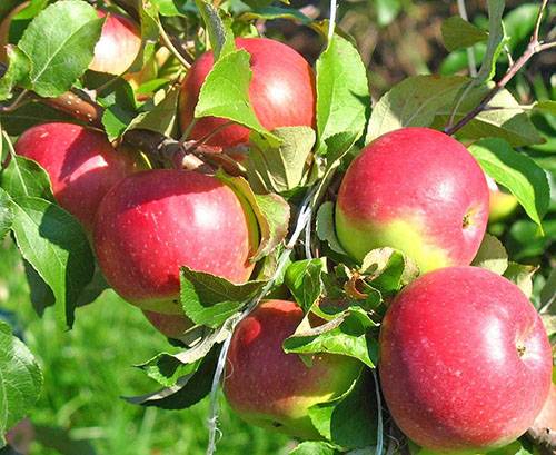 Лучшие сорта яблони для ленинградской области