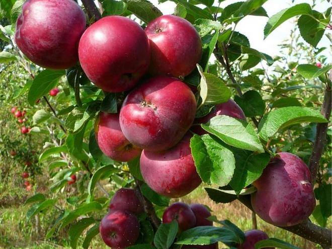 Полезные свойства и витаминный чай из листьев яблони