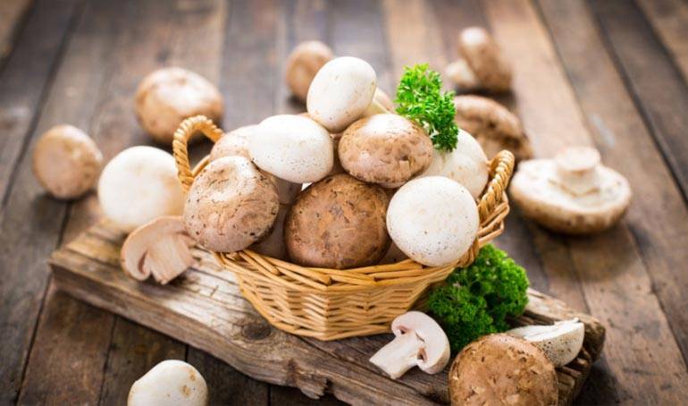 Особенности выращивания грибов для новичков: как вырастить грибной урожай в домашних условиях?