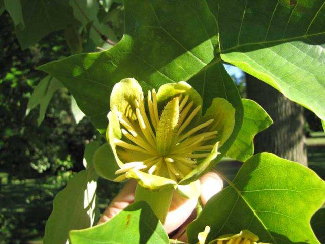Тюльпанное дерево магнолия: особенности выращивания и ухода