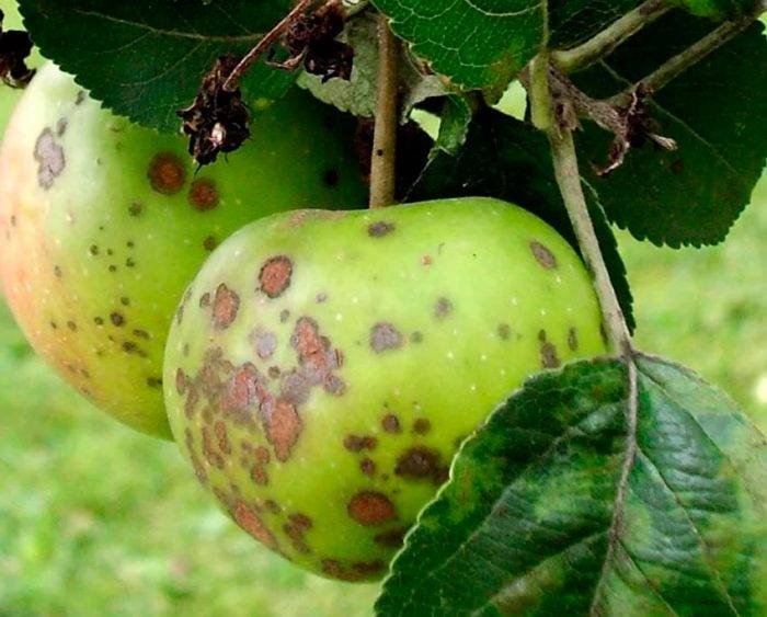 Болезни яблонь: названия, признаки, способы лечения и профилактики
