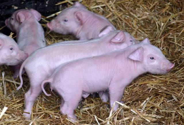 Порода свиней ландрас: особенности содержания и разведения