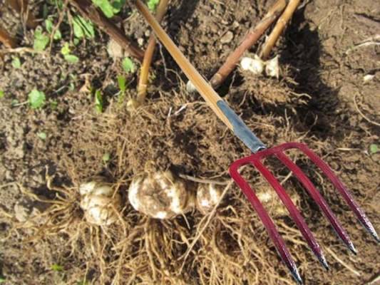 Когда и как правильно сажать луковицы лилий в открытый грунт и на проращивание