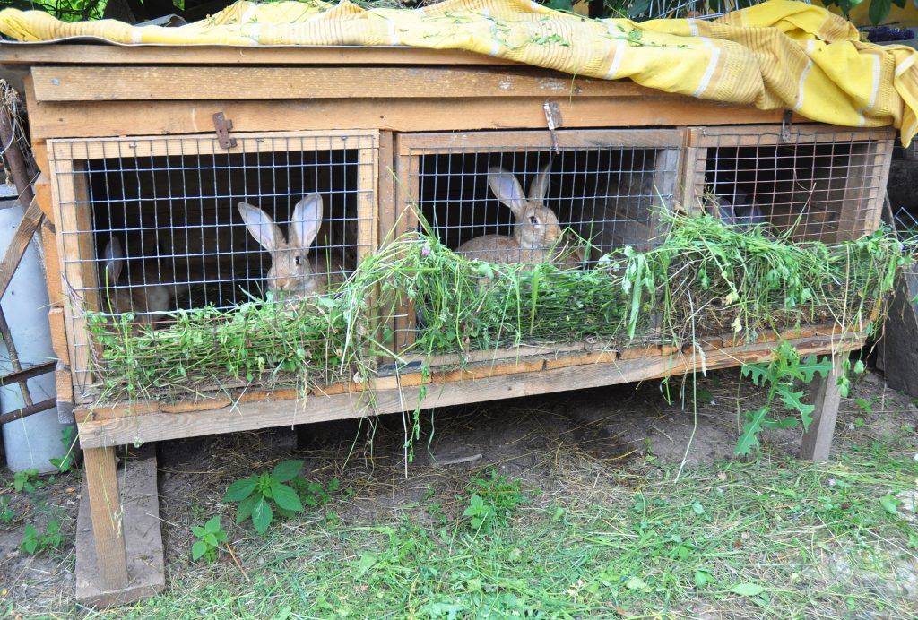Разведение кроликов в ямах: особенности содержания и ухода за поголовьем