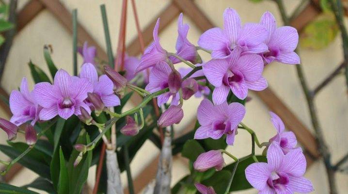 Орхидея дендробиум нобиле: всё о выращивании и уходе в домашних условиях