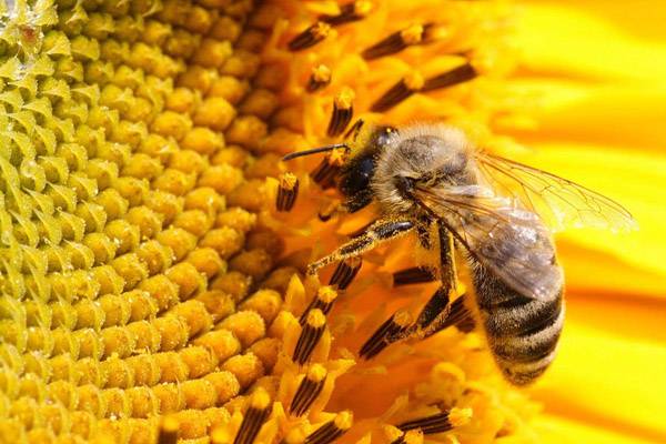 Опасность укуса пчелы и первая доврачебная помощь