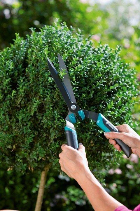 Как выбрать садовые ножницы для стрижки кустов, советы и рекомендации