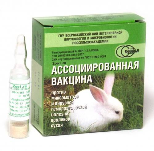 Прививки кроликам, что необходимо знать владельцам