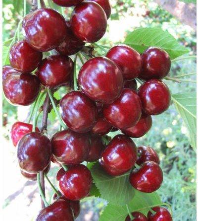 Романтичная ягода: подборка самых вкусных сортов черешни для средней полосы россии