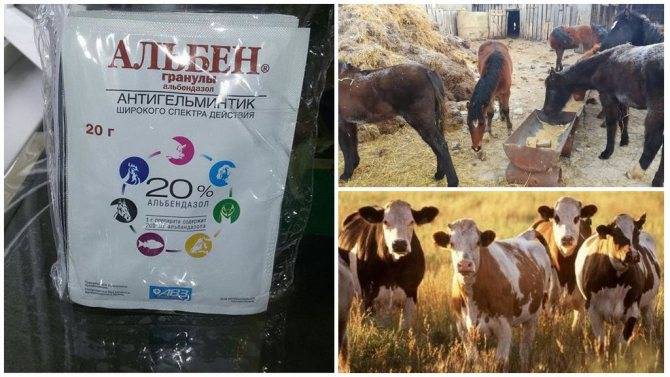 Правила использования альбена для коров, эффективность препарата, побочные реакции