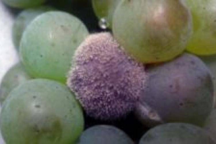 Вредители и болезни винограда: симптомы, причины, лечение, профилактика