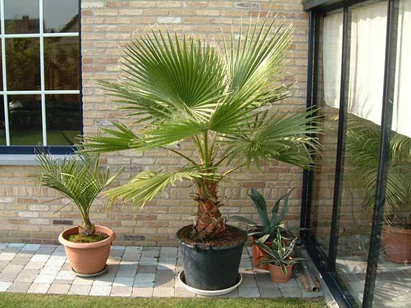 Пальма вашингтония — как выращивать и ухаживать