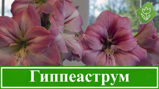 Цветок гиппеаструм: уход в домашних условиях