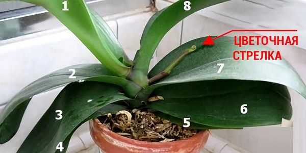 Как заставить цвести орхидею в домашних условиях – шпаргалка для цветовода