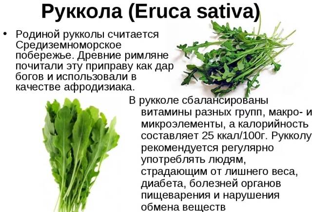 Польза и вред салата руккола для организма человека