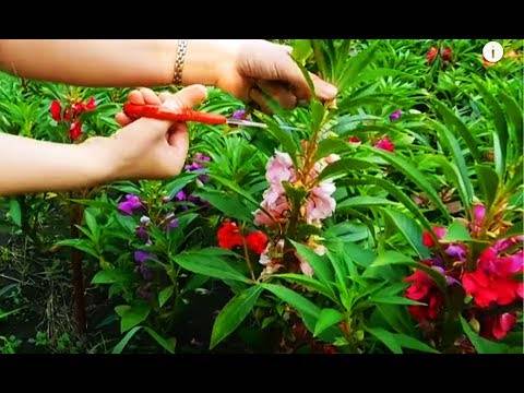 Бальзамин садовый: секреты посадки и ухода
