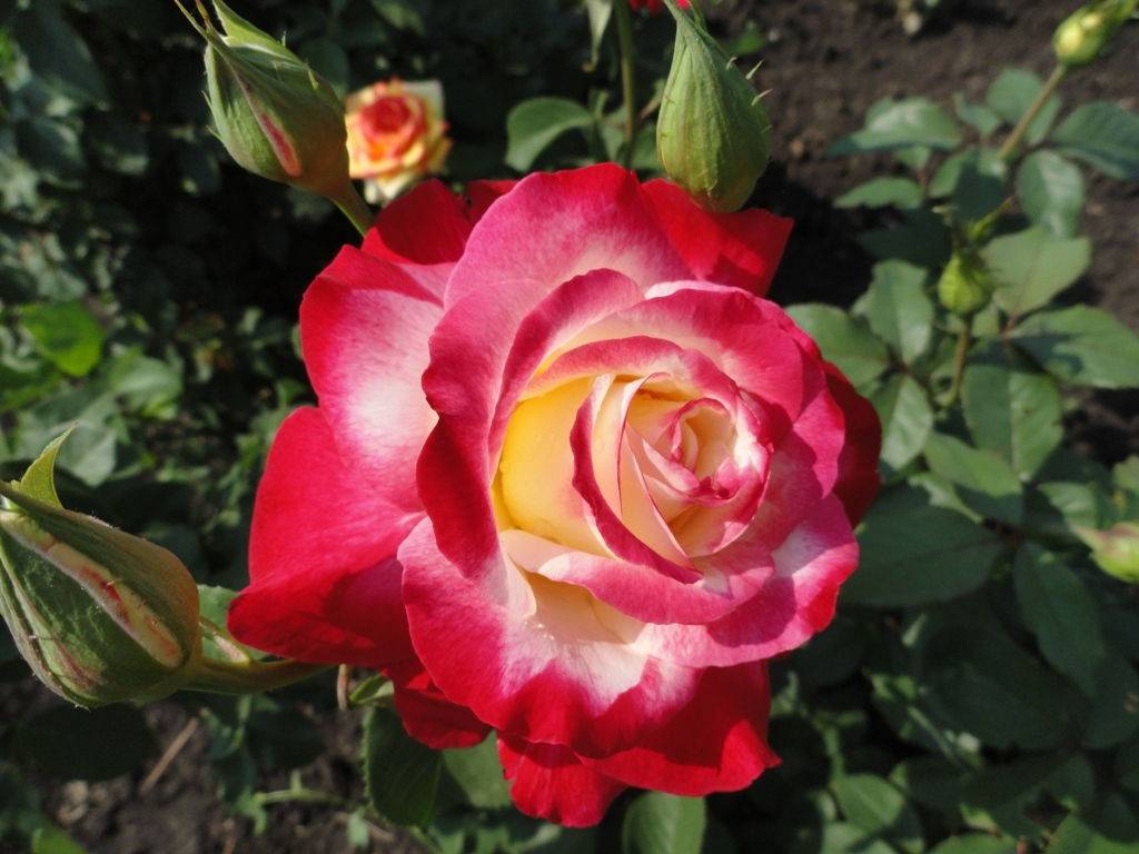 Украшение дачного участка роза Дабл Делайт
