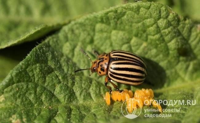 Как избавиться от колорадского жука на картошке: лучшие препараты и самые эффективные средства
