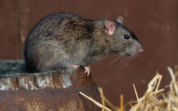 Водяная крыса в огороде – привечать или бороться?