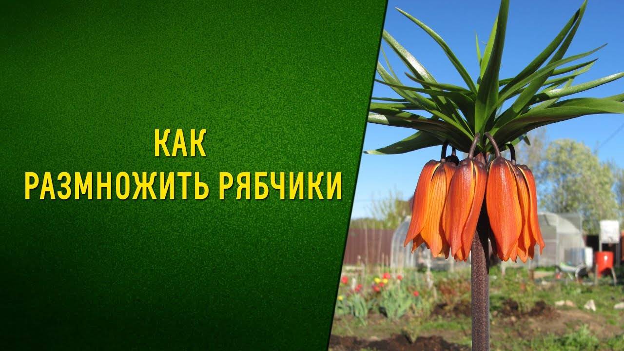 Цветок рябчик: описание, размножение и выращивание