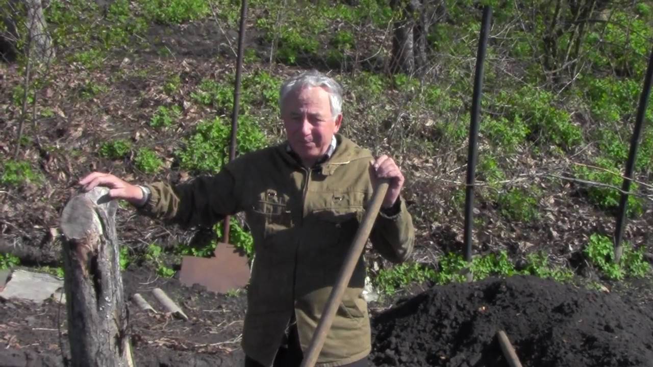 Выкорчевывание пней эффективными способами