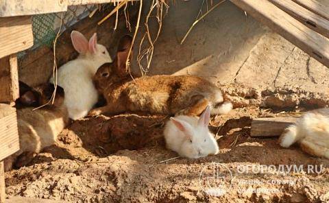 Выращивание кроликов: что нужно для организации фермы и советы для начинающих как начать выращивание кролей (105 фото и видео)