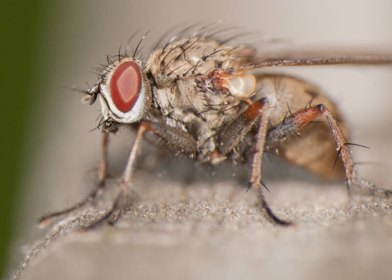 Луковая муха: как бороться с опасным вредителем