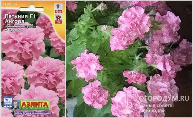 Петунии (petunia): секреты выращивания цветов, виды и сорта цветов
