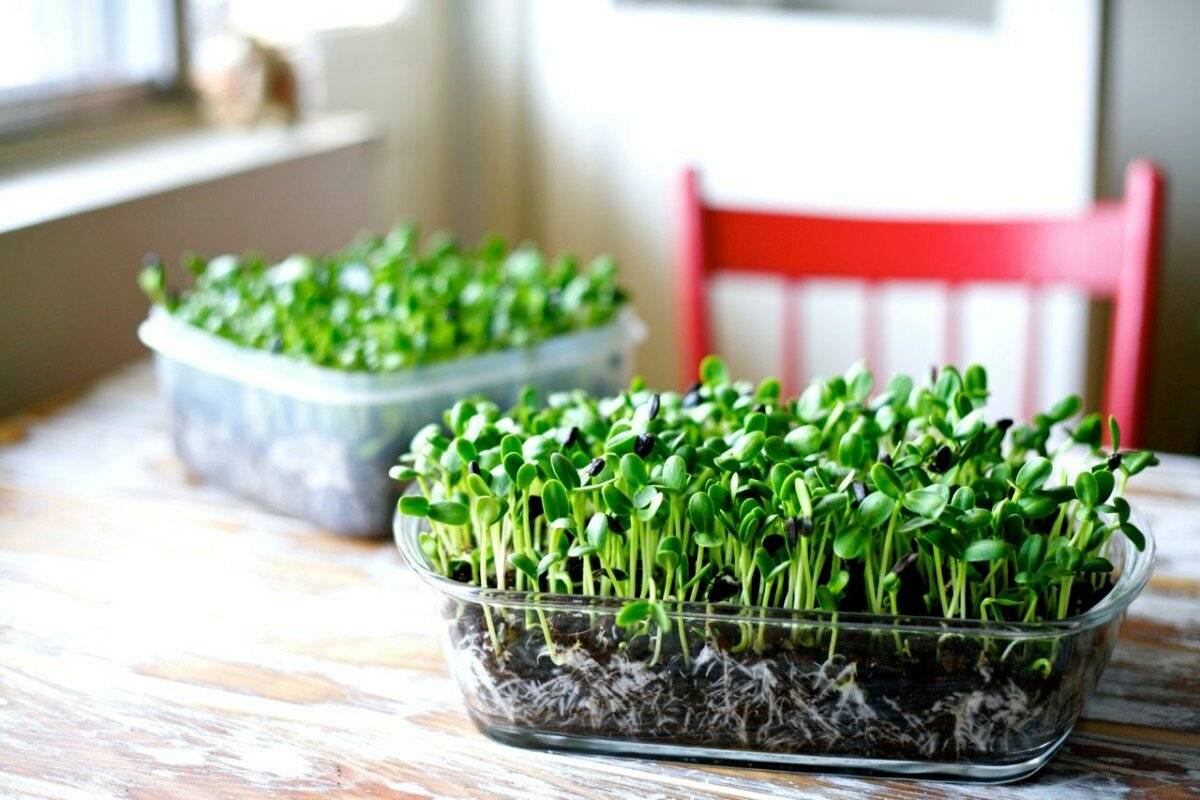 Микрозелень в домашних условиях – идеальный продукт вашего рациона