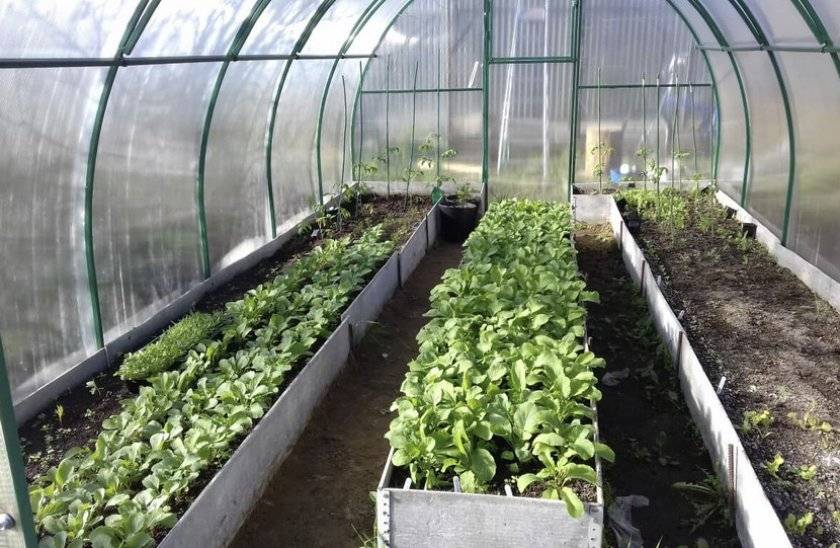 Выращивание редиса: 8 секретов небывалого урожая