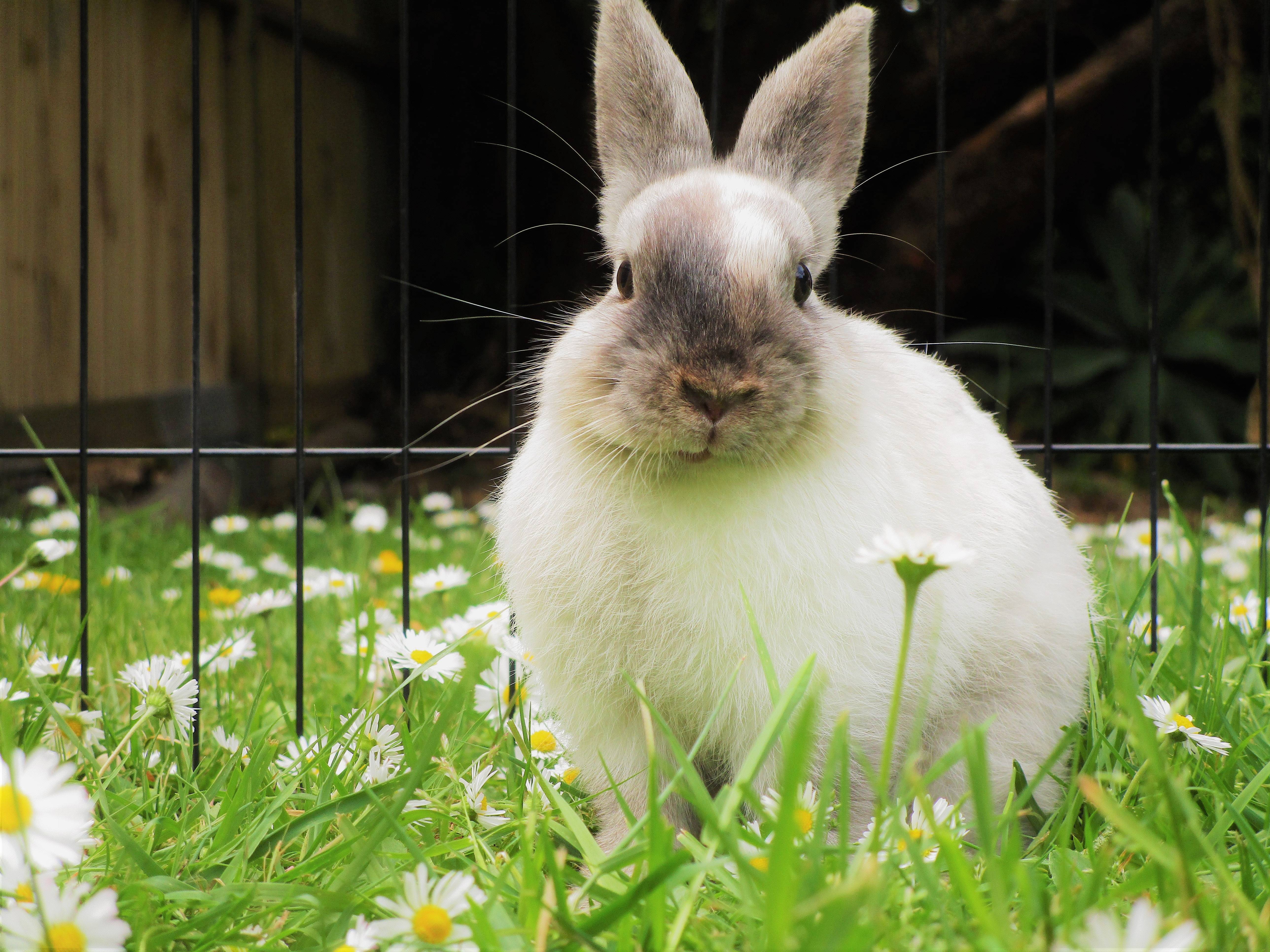 Болезнь кроликов миксоматоз и ее лечение