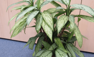 Растение с многоцветной листвой — цветок аглаонема