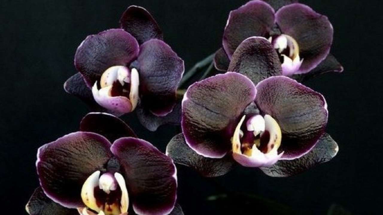 Орхидея фаленопсис: избавляемся от заболеваний и вредителей