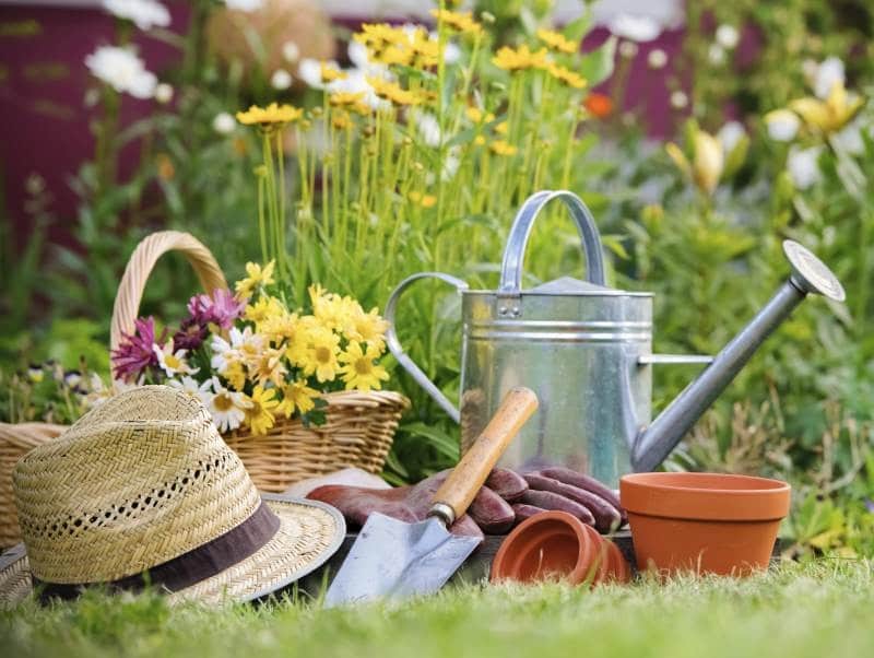 25 дел, которые нужно сделать в саду, огороде и цветнике в марте