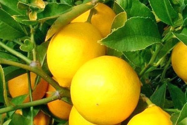 Выращивание лимона в открытом грунте