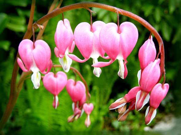 Цветок дицентра (разбитое сердце). описание, посадка и уход за растением