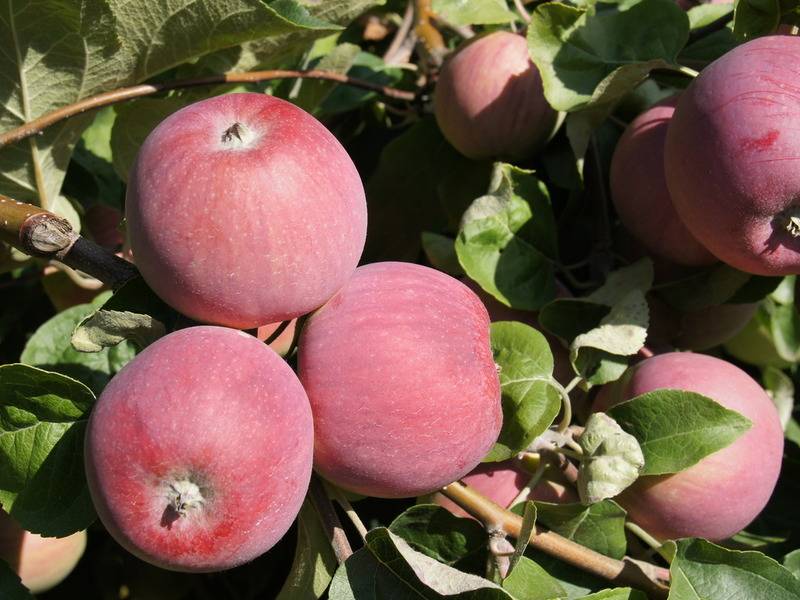 Северные красавицы: лучшие сорта яблонь для ленинградской области