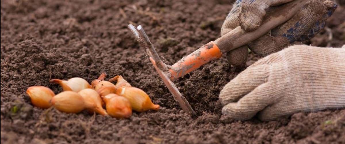 Когда сажать лук весной в открытый грунт: как сажать севок — правильные способы, выбор и подготовка лука севка для посадки, оптимальные майские сроки