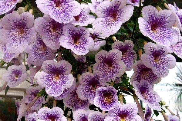 Ахименес — уход и выращивание цветка в домашних условиях ?