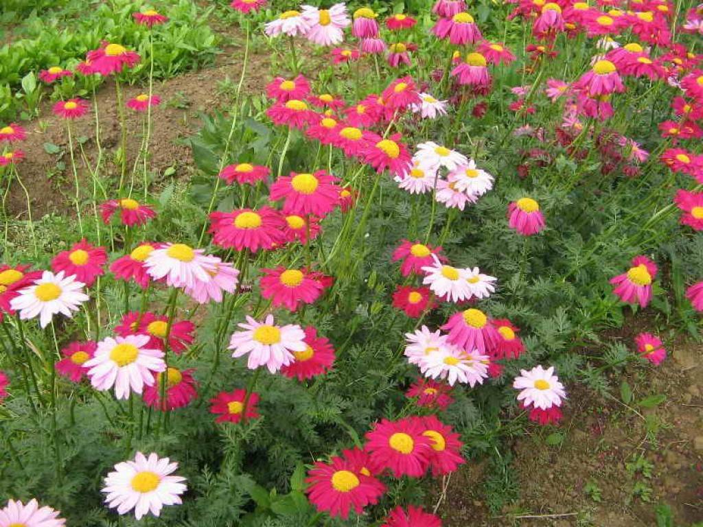 Пиретрум: фото цветов, посадка и уход в открытом грунте